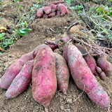 金時いも のドルチェ焼きジャム
