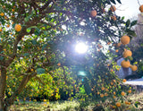 ほんのりカボスがきいた　紅玉りんご皮ごと煮込みジャム