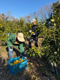 瀬戸内レモン｜自家農園レモン