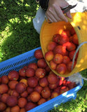 島の自家農園産 ブラッドオレンジ マーマレード