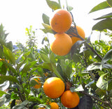 ～ローズクラウン～　太陽の環　島の4つの柑橘コンフィチュール