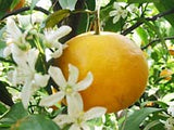 なつみ蜜柑と柚子のマーマレード