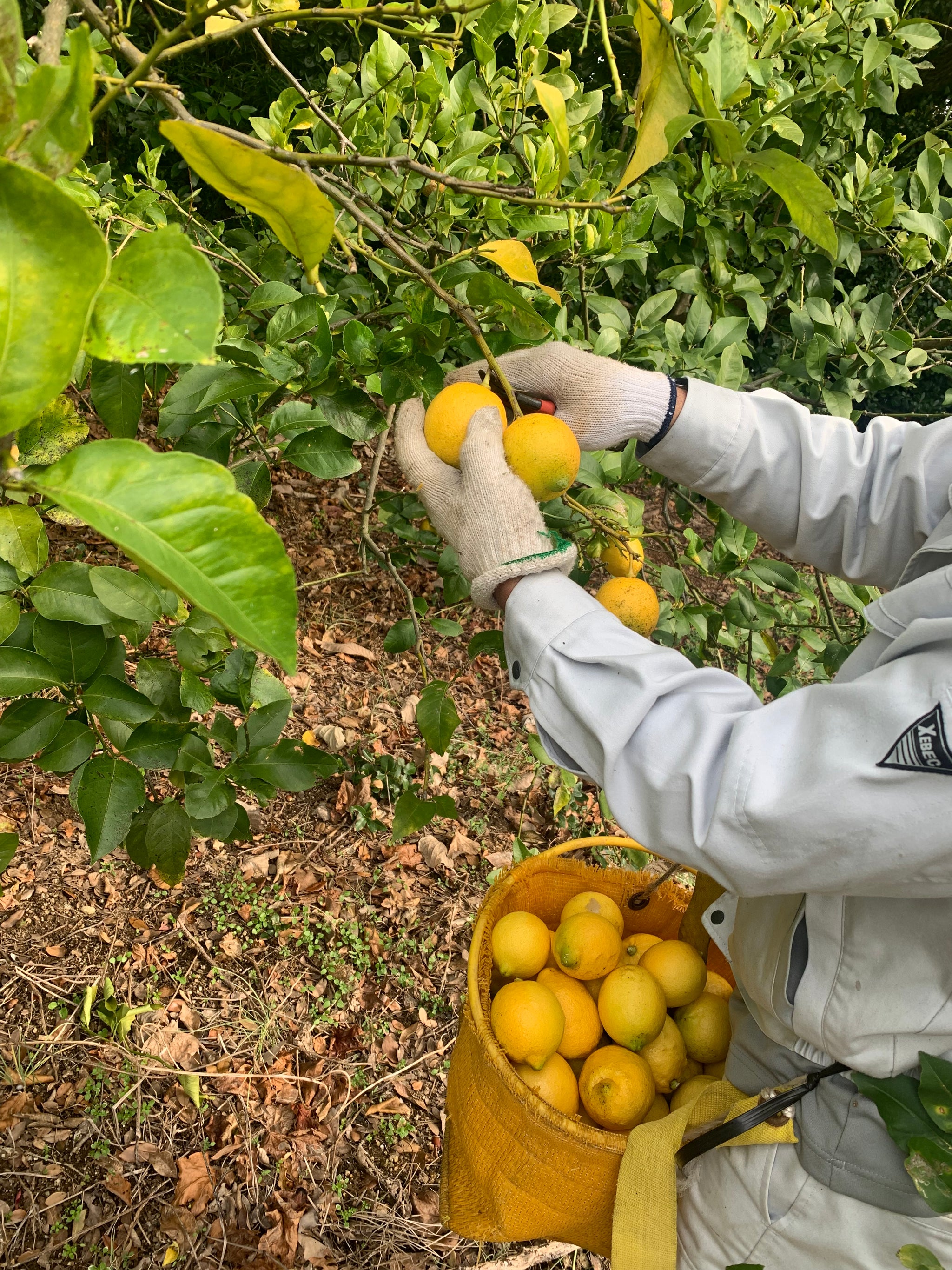 瀬戸内の4シトラス マーマレード – 公式：瀬戸内ジャムズガーデン