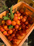 島の ブラッドオレンジ マーマレード