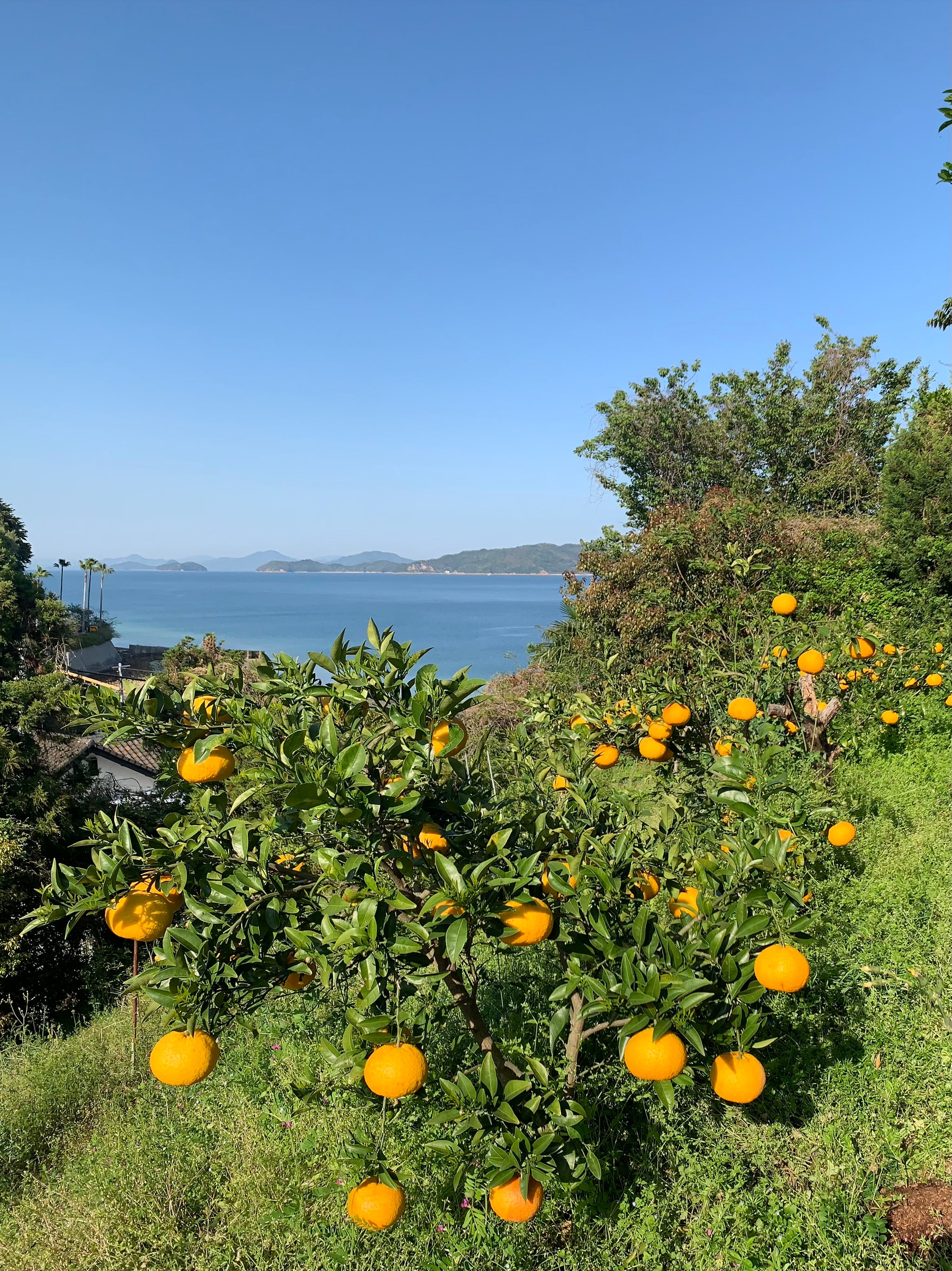 瀬戸内の夏みかんマーマレード – 公式：瀬戸内ジャムズガーデン