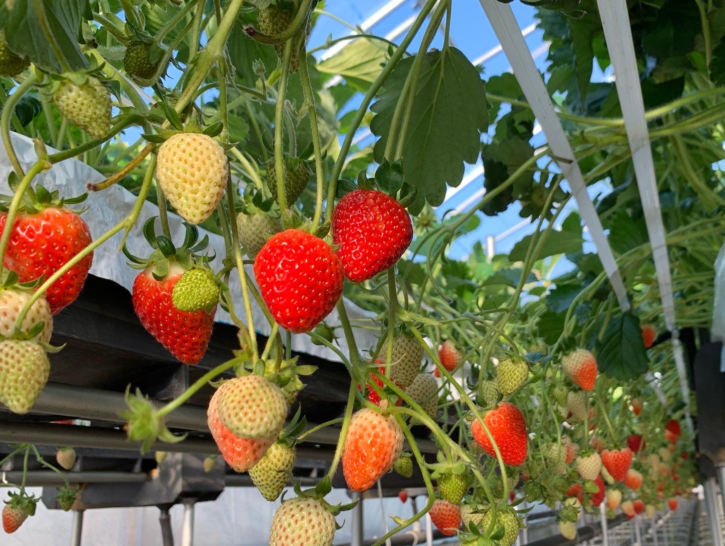 瀬戸内の完熟いちごルージュジャム – 公式：瀬戸内ジャムズガーデン